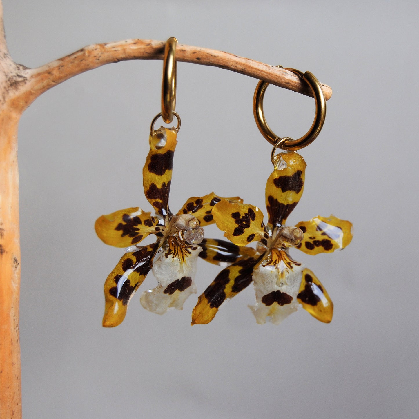 Orquídea tigre