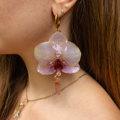 Bellona Orquidea