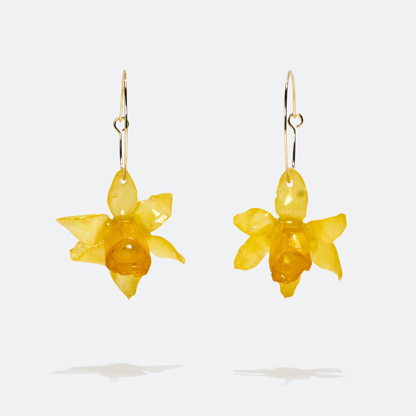 Narcisos aros