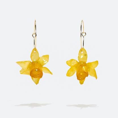 Narcisos aros